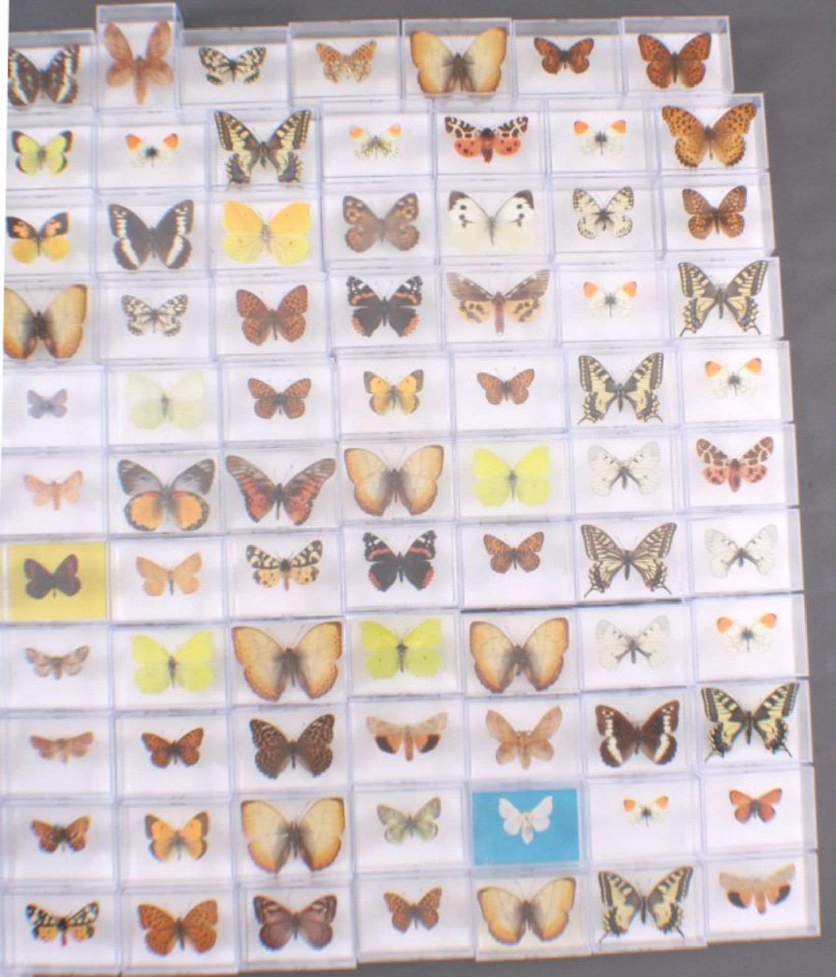 Schmetterlings SammlungCa. 151 Stück, alle benannt und in Plexiglasschachteln - Image 2 of 3