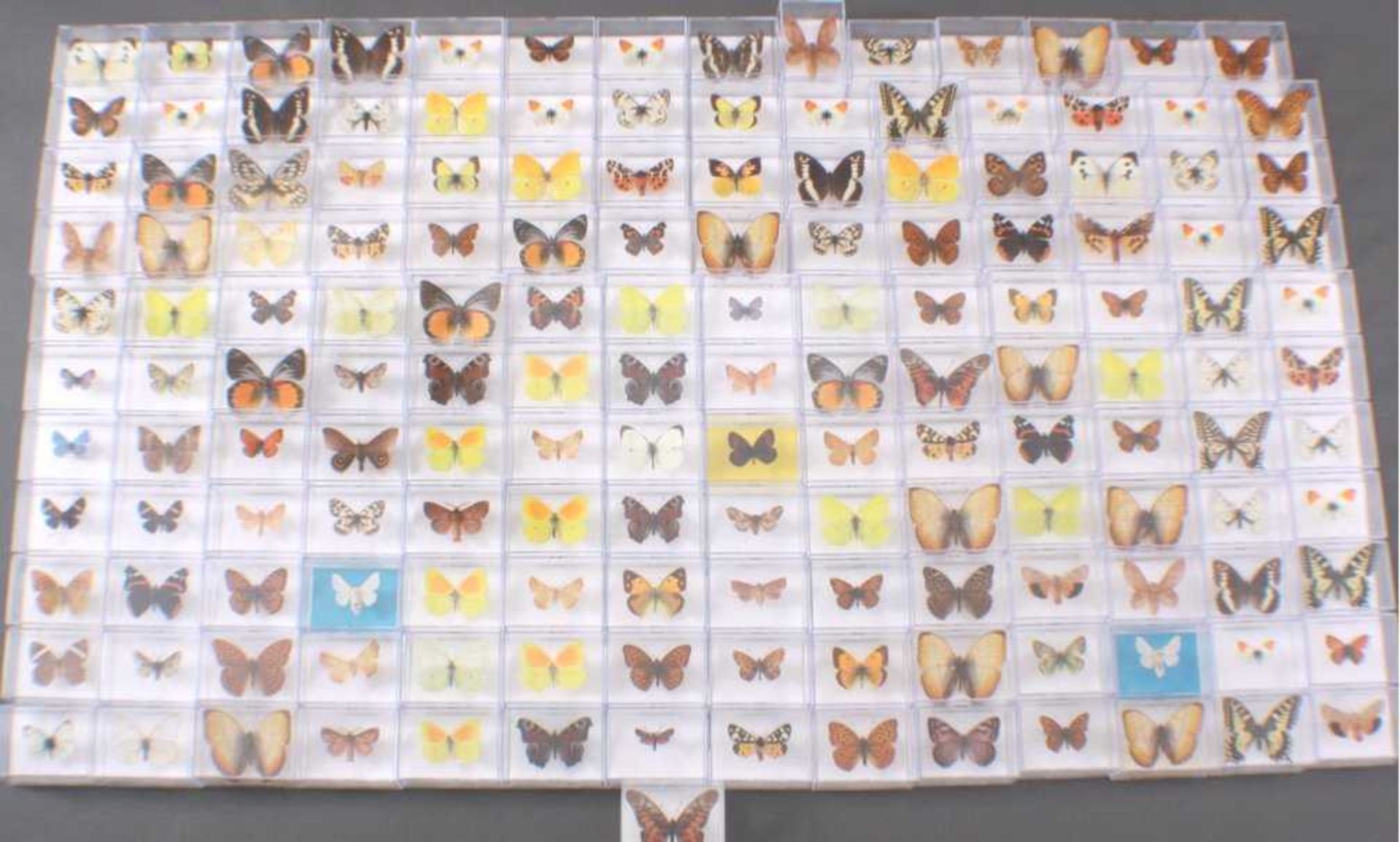 Schmetterlings SammlungCa. 151 Stück, alle benannt und in Plexiglasschachteln