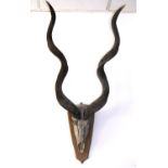Kudu Geweih mit Schädel auf HolzplatteErste Hälfte des 20 Jahrhunderts. Schädel und Horn mit
