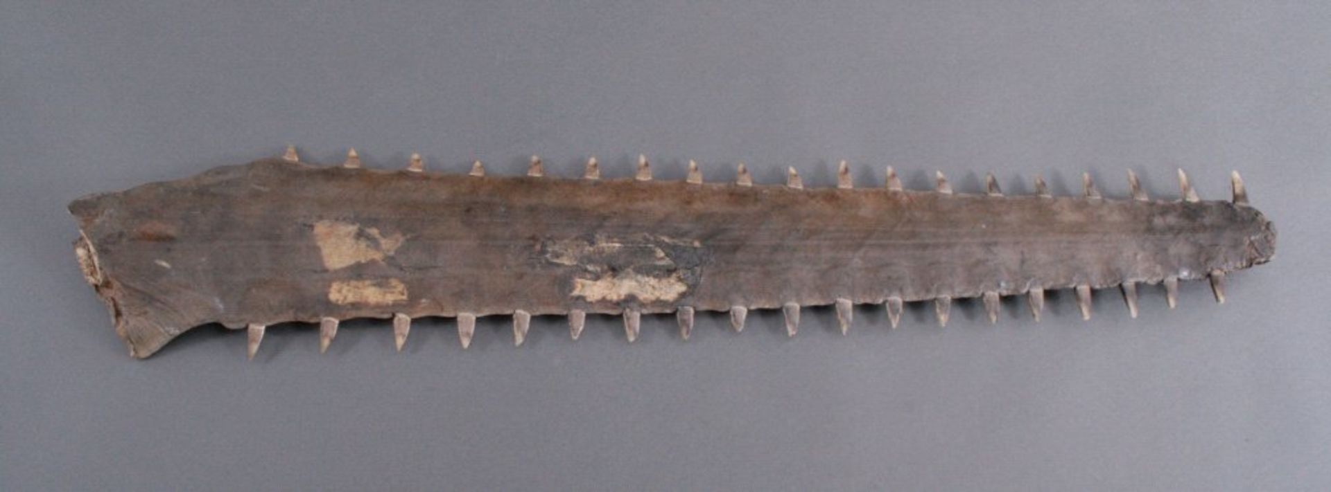 Schwert eines Sägerochens, Sägefisch, vor 1920Schwert eines Sägerochens, Sägefisch (Pristidae), - Bild 3 aus 3