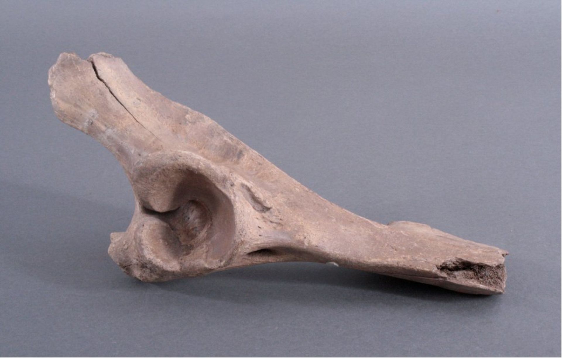 Wisent Knochen, 10000-60000 Jahre altWisent (Bos bonasus, Bison bonasus) Knochen, 10000-60000Jahre