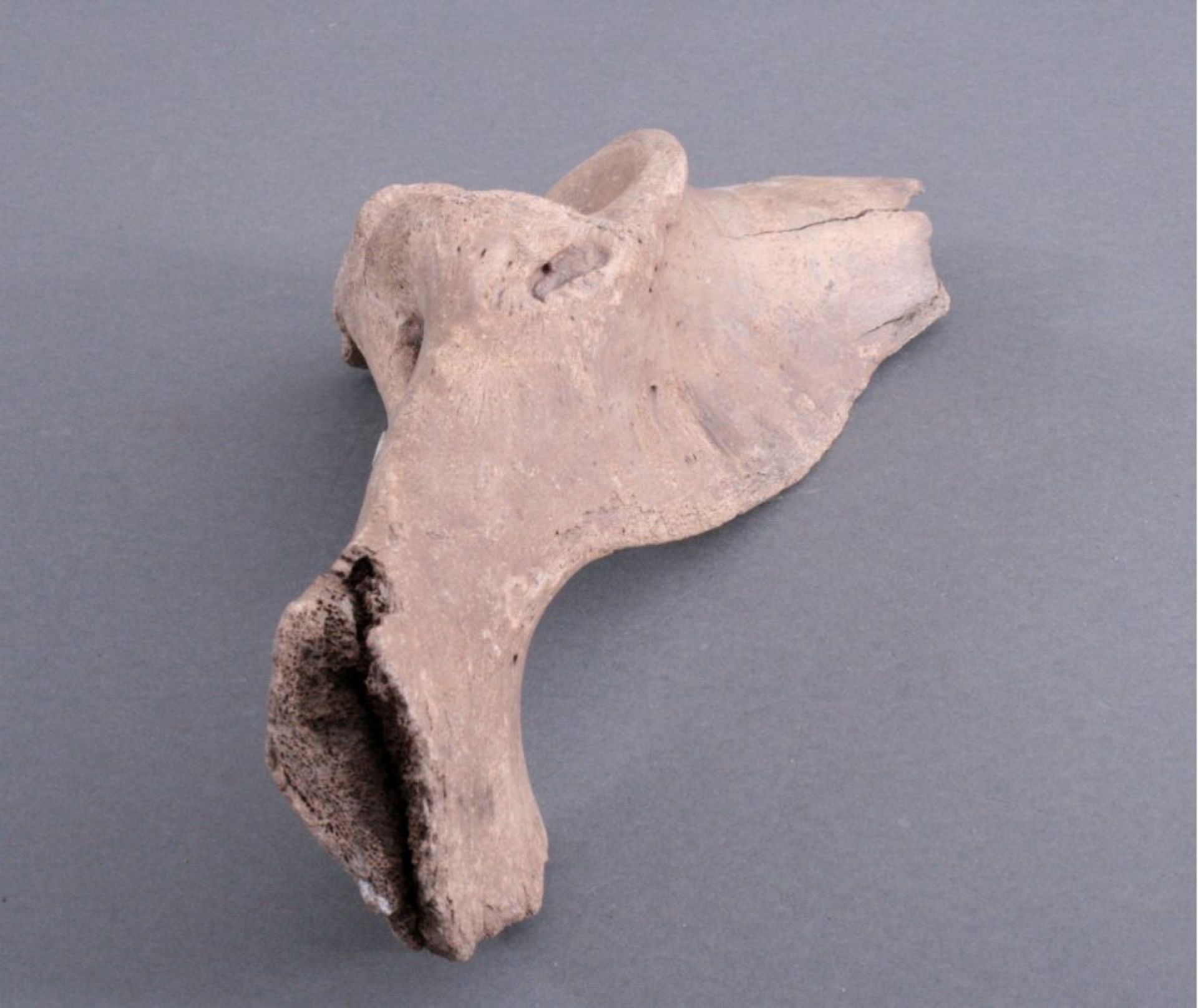Wisent Knochen, 10000-60000 Jahre altWisent (Bos bonasus, Bison bonasus) Knochen, 10000-60000Jahre - Bild 4 aus 4