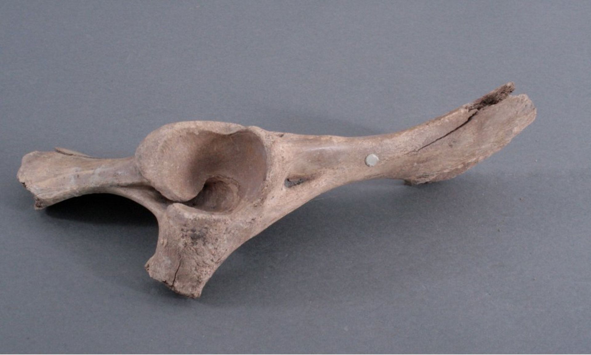 Wisent Knochen, 10000-60000 Jahre altWisent (Bos bonasus, Bison bonasus) Knochen, 10000-60000Jahre - Bild 3 aus 4