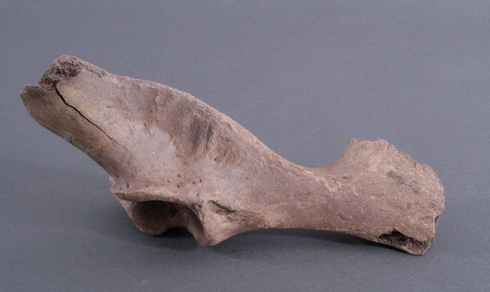 Wisent Knochen, 10000-60000 Jahre altWisent (Bos bonasus, Bison bonasus) Knochen, 10000-60000Jahre - Bild 2 aus 4