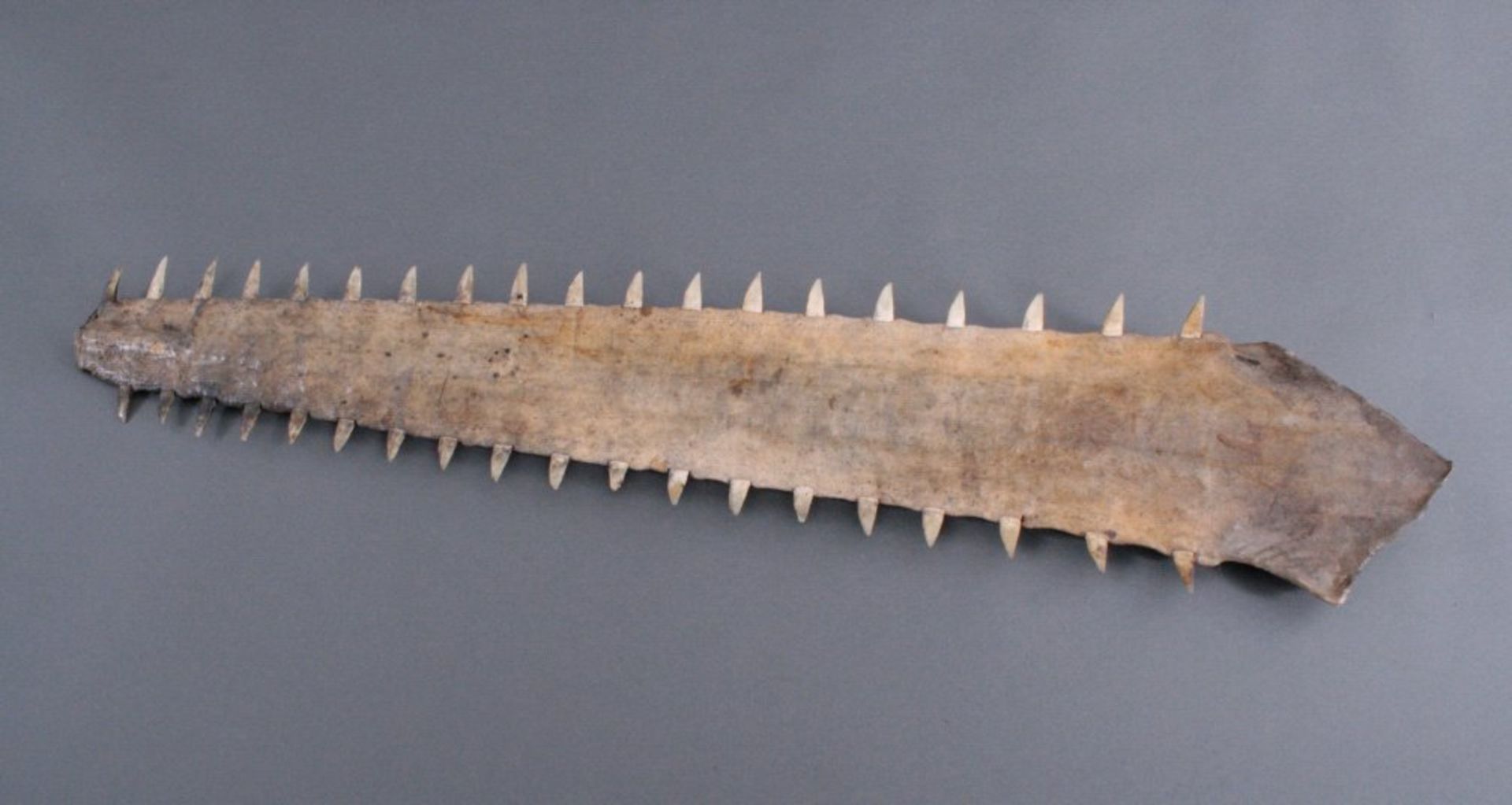 Schwert eines Sägerochens, Sägefisch, vor 1920Schwert eines Sägerochens, Sägefisch (Pristidae), - Bild 2 aus 3