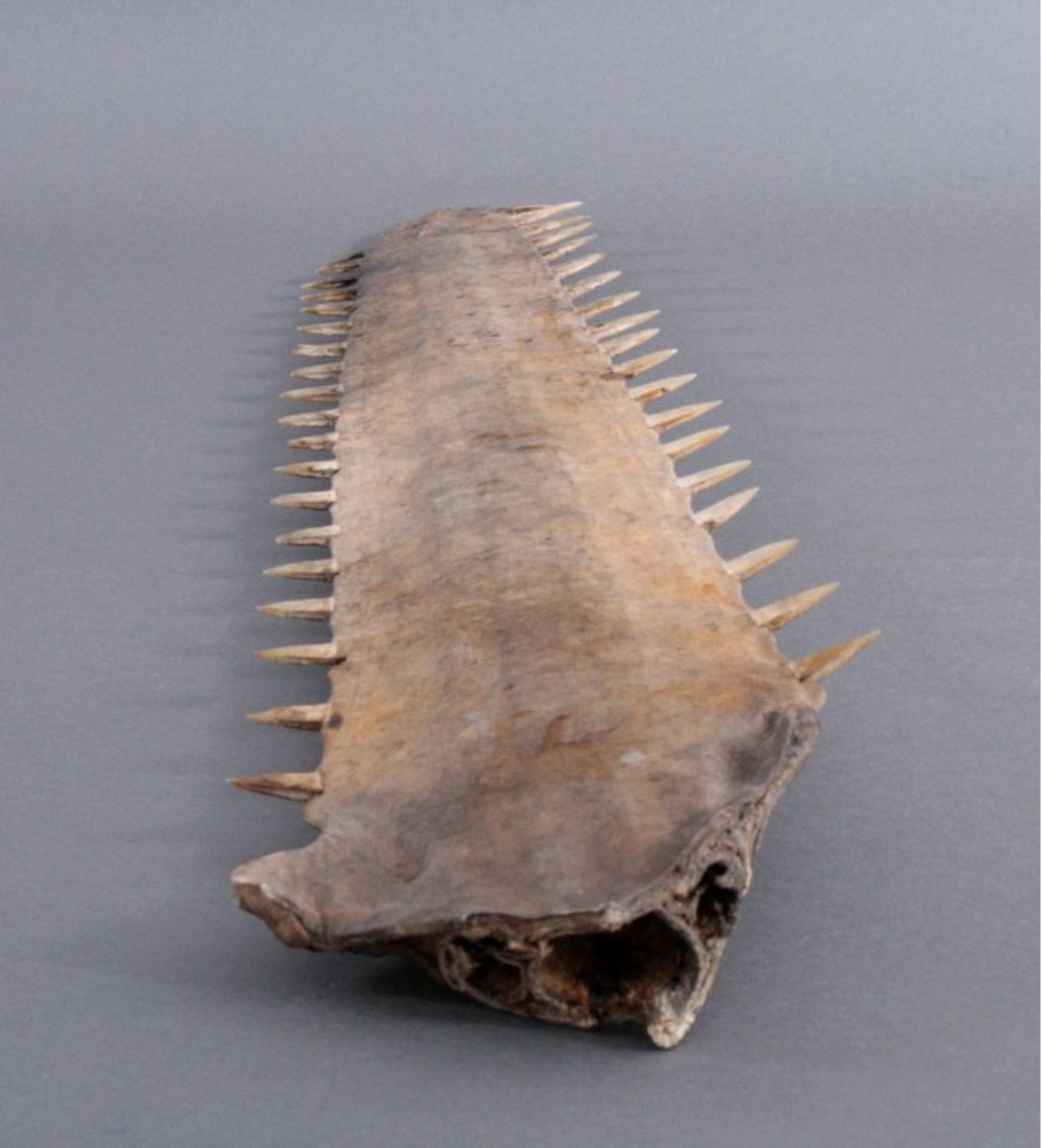 Schwert eines Sägerochens, Sägefisch, vor 1920Schwert eines Sägerochens, Sägefisch (Pristidae),