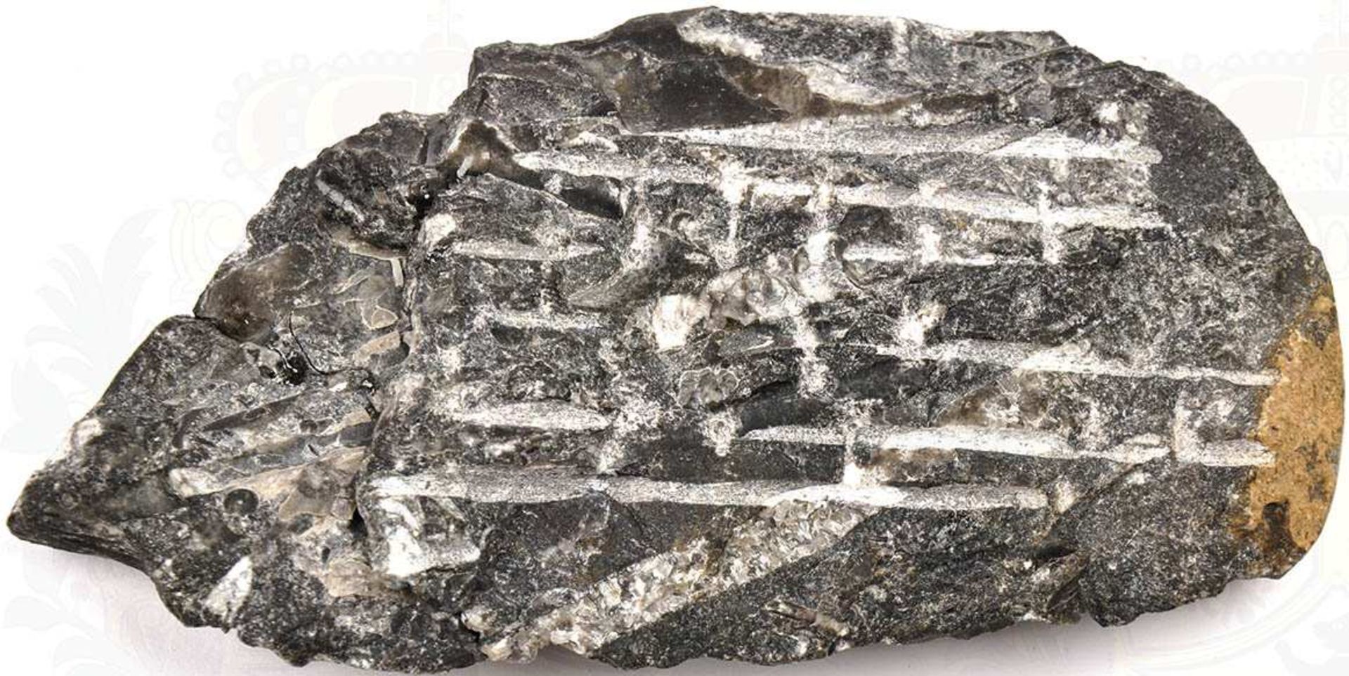 VERSTEINERUNG, "Fossil", verm. Donnerkeil, in kristallinem Gestein, zu Dekorationszwecken - Bild 2 aus 2
