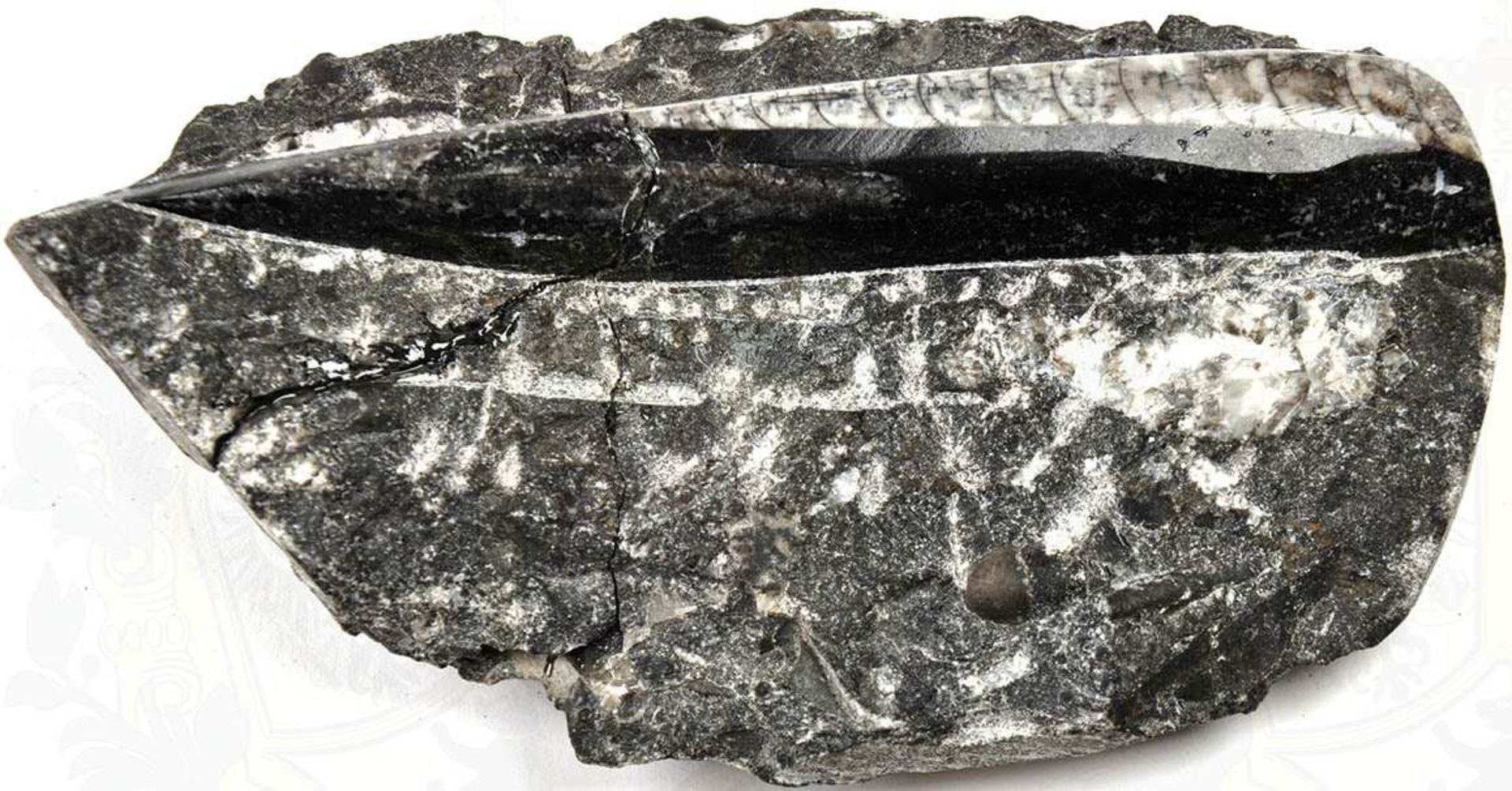 VERSTEINERUNG, "Fossil", verm. Donnerkeil, in kristallinem Gestein, zu Dekorationszwecken