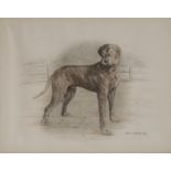 Onslow Bartlett (20th century) Great Dane signed, dated 1934, charcoal and colour, 29cm x 37.