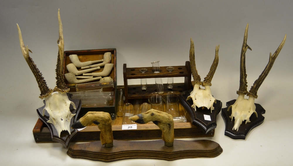 Taxidermy - Roe deer skull mounted on a shield,