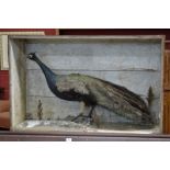 Taxidermy - A peacock,