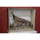 Taxidermy - A peahen, cased.