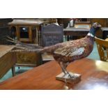 Taxidermy - a cock pheasant