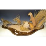 Taxidermy - a pair of Stoats chasing a Game Bird,