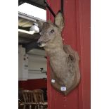 Taxidermy - a deer's head,