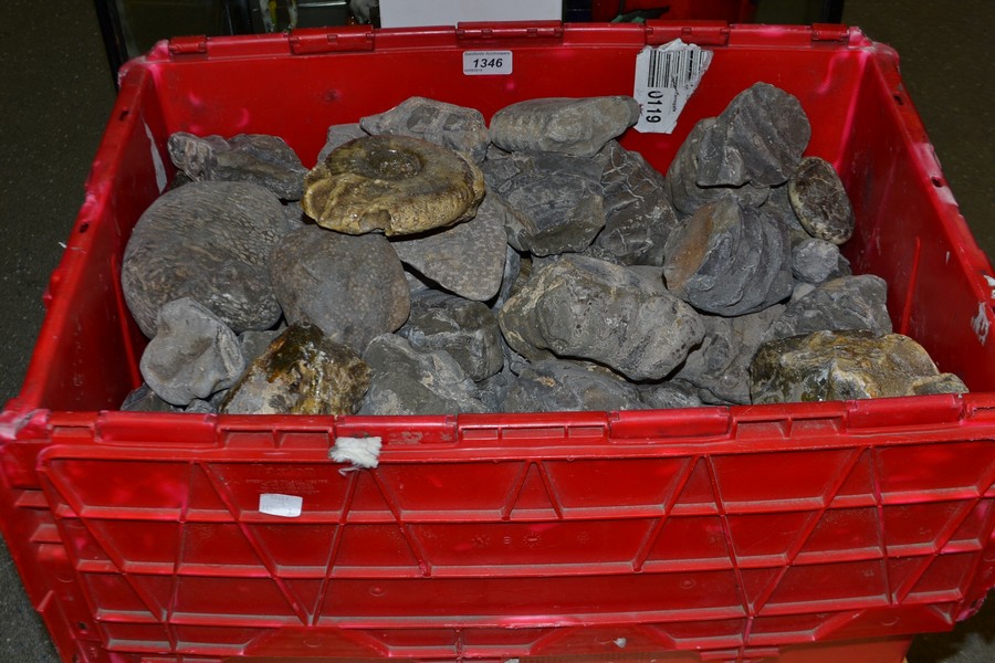 Natural History - Paleontology - fossilized remains from the Yorkshire Jurassic Coast,