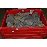 Natural History - Paleontology - fossilized remains from the Yorkshire Jurassic Coast,