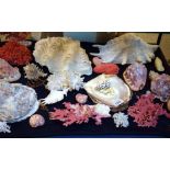 Concology - Giant Clam, Oyster, Corals,