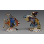 A Royal Crown Derby paperweight, Pacific Angel Fish, limited edition 1168/2500, gold stopper,