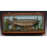 Taxidermy - a pike, naturalistically mounted, rectangular glazed case, 43.5cm high, 88.