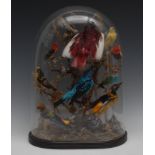 Taxidermy - a Victorian arrangement of exotic birds,