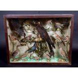 Taxidermy - a Victorian arrangement of juvenile and mature birds,