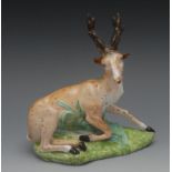 A Derby model, recumbent stag, spotted in brown, green shaped oval base, 16cm high, crown,