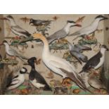 Taxidermy - a Victorian arrangement of birds, Gannet, terns including sandwich,