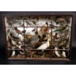 Taxidermy - a large impressive Victorian arrangement of birds,