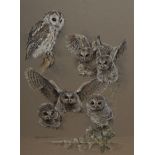 Polyanna Pickering (contemporary) Tawny Owls signed, gouache, 55.