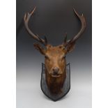 Taxidermy - a stag, eleven points, shield shaped mounts,