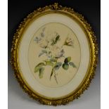 English School (19th century) A Study for Porcelain, White Roses watercolour, oval, 27.5cm x 22.