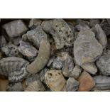 Natural History - Paleontology - fossilized remains from the Yorkshire Jurassic Coast,