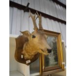 small taxidermy deer