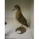 small stuffed bird ( sandpiper )