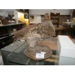 small taxidermy grouse