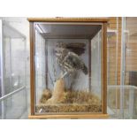 Taxidermy - a "Little Owl" of local interest - K.G.Giles Taxidermist - Peterborough. A cased