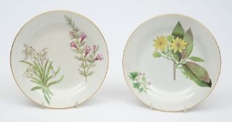 A pair of Wedgwood creamware plates: of circular form each decorated with botanical specimens