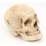 A 20th century medical anatomical skull incorporating a single styloid:,