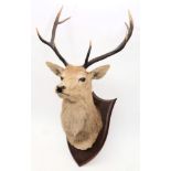 An eight point stags head on oak shield plinth by P Spicer & Sons, Leamington:, 68cm wide.