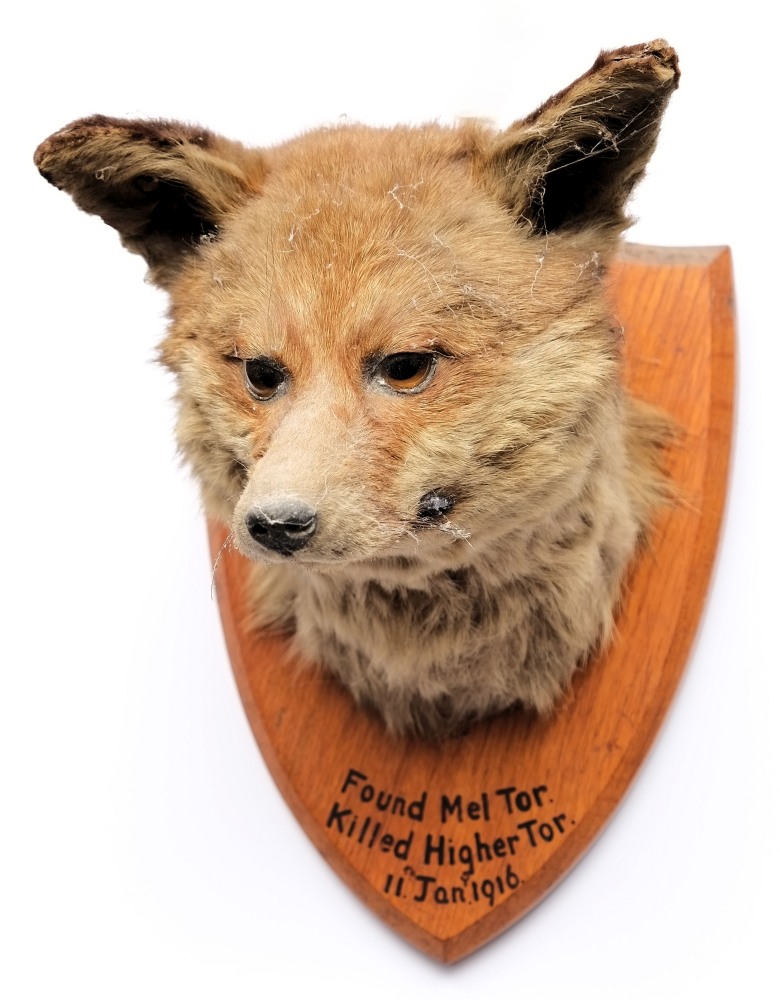An Edwardian fox mask on plinth by L Bartlett & Son, Banbury: ,inscribed 'Found on Mel Tor,