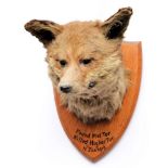 An Edwardian fox mask on plinth by L Bartlett & Son, Banbury: ,inscribed 'Found on Mel Tor,