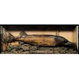 A case preserved Pike:, unsigned, naturally set in a glazed case, 43cm x 112cm x 18cm.