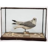 A full mount taxidermy gull on a naturalistic base in a glazed case:, 38cm x 53cm x 28cm.