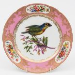 A Paris porcelain dessert plate by Boyer Sr de Feuillet: painted with an exotic bird perched on a