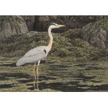 * Simon Turvey [b.1957]- Hebridean Heron:- signed bottom right watercolour 25 x 35.5cm.