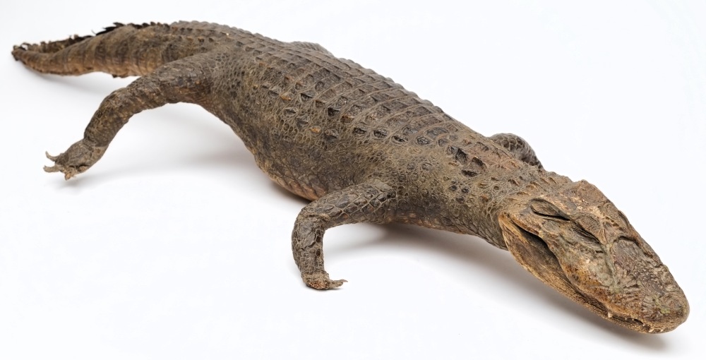 An early 20th century full mount preserved alligator:, 135cm long.