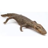 An early 20th century full mount preserved alligator:, 135cm long.