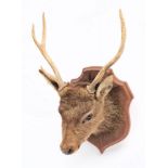 A French taxidermy deer's head on shield plinth:.