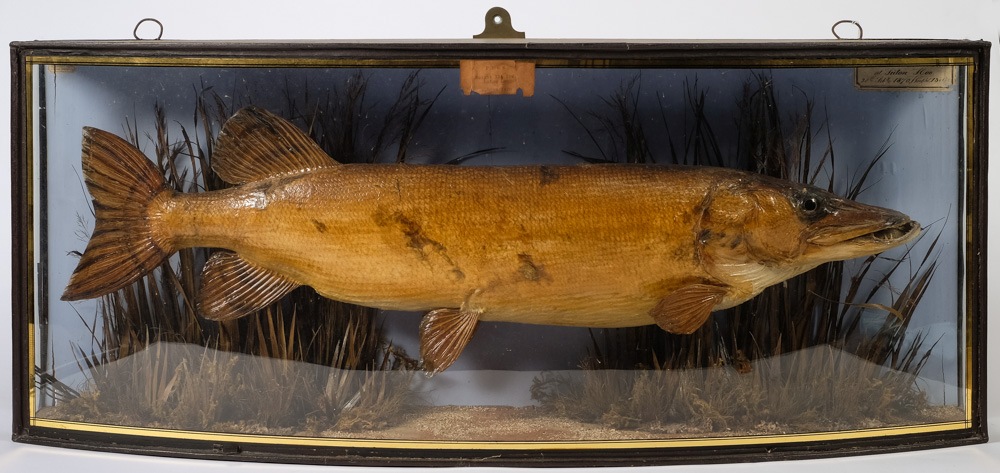 A Victorian cased preserved pike by J Cooper, London:,